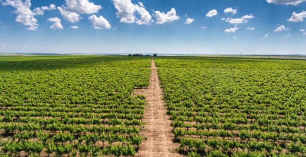 panorama de viñedo rojo con filas de uva yardas y plantaci�ón de vino rojo - new zealand fotos fotografías e imágenes de stock