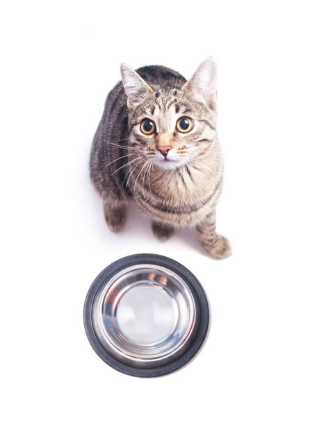 istock Hungry cat sitting near empty bowl 698946734