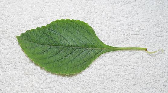 Boldo leaf: Green plant named Boldo da Terra. Plant used to make tea e produtos medicinais.