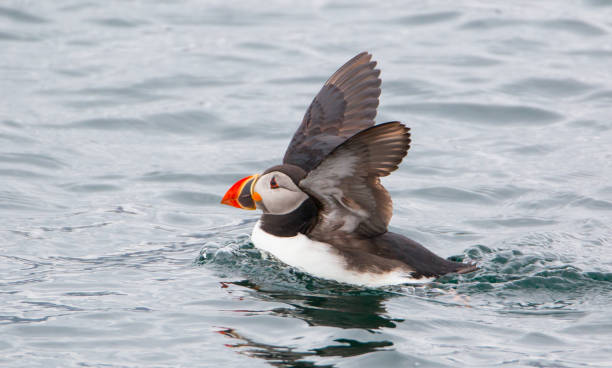 Atlantic puffin Atlantic puffin puffins resting stock pictures, royalty-free photos & images