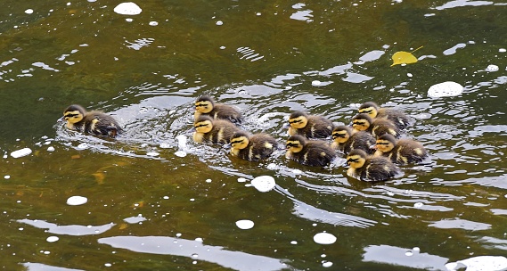 A family of Duckings swimming in a French river