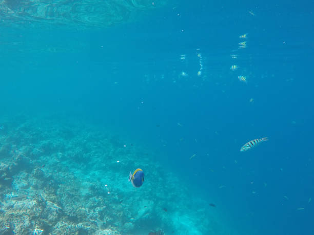 istock Underwater Marine Life on Maldives 699005534