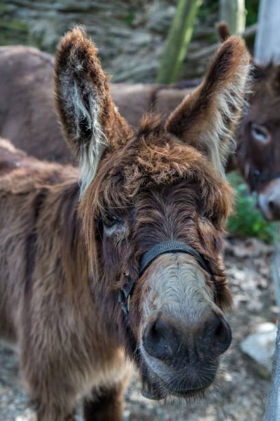 istock Donkey portrait on the farm 699008210