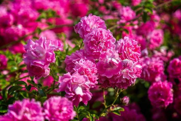 istock Rose pink Bonica 'Meidomonac', Rosaceae 699008824