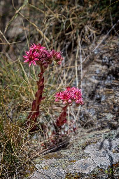 山 houseleek、(sempervivum montanum) 花のクローズ アップ - liveforever ストックフォトと画像
