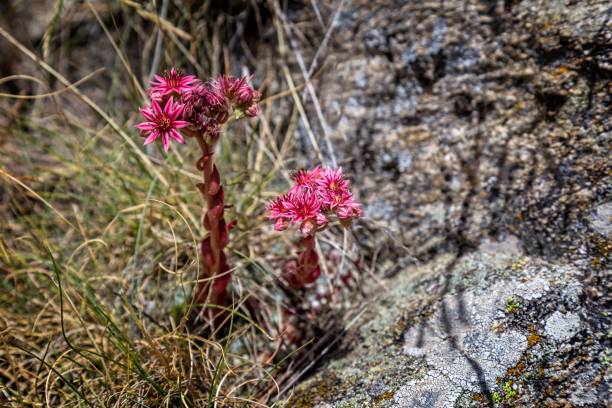 산 houseleek, (sempervivum montanum) 꽃, 클로즈업 - liveforever 뉴스 사진 이미지