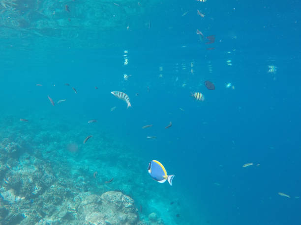 istock Underwater Marine Life on Maldives 699011110