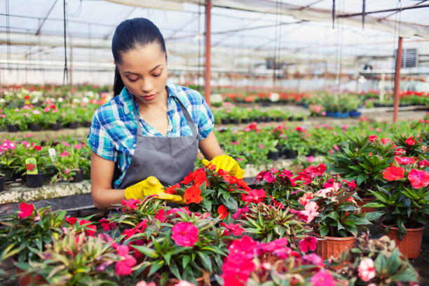 istock Woman in greenhouse 699015098