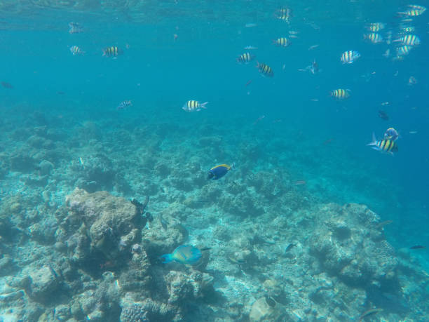 istock Underwater Marine Life on Maldives 699038430