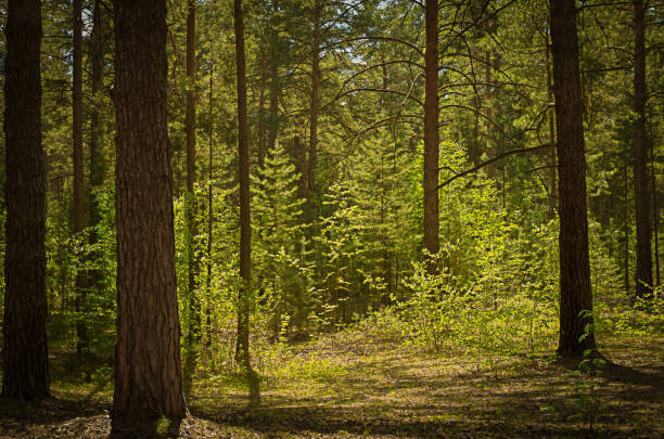 Sunny clearing in the forest on a summer day with shadows from the pine trees