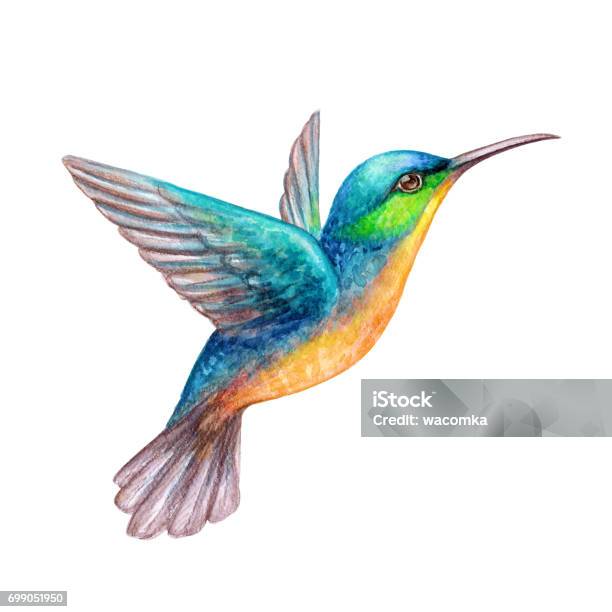 Watercolor Illustration Flying Hummingbird Isolated On White Background Exotic Tropical Wild Life Clip Art Stock Illustration - Download Image Now