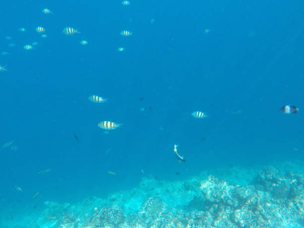 istock Underwater Marine Life on Maldives 699058154