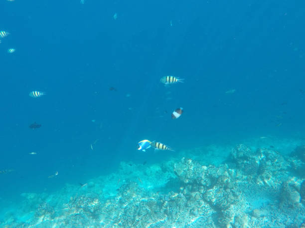 istock Underwater Marine Life on Maldives 699060466