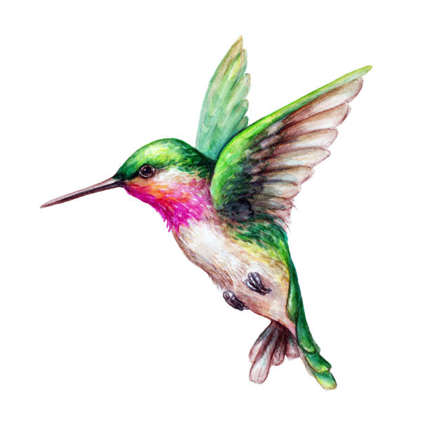 ilustraciones, imágenes clip art, dibujos animados e iconos de stock de ilustración acuarela, vuelo colibrí aislado sobre fondo blanco, exótica, prediseñadas de vida salvaje, tropical - canturrear