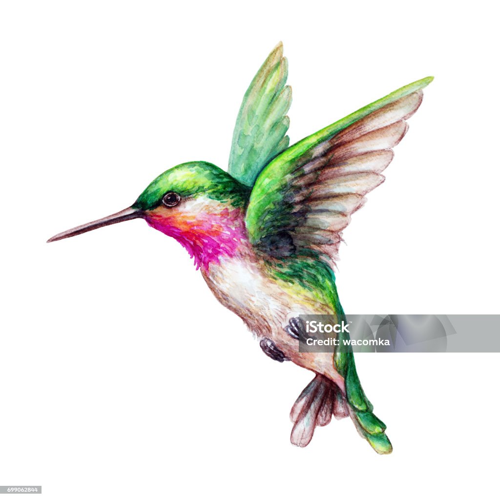 watercolor illustration, flying hummingbird isolated on white background, exotic, tropical, wild life clip art Hummingbird stock illustration