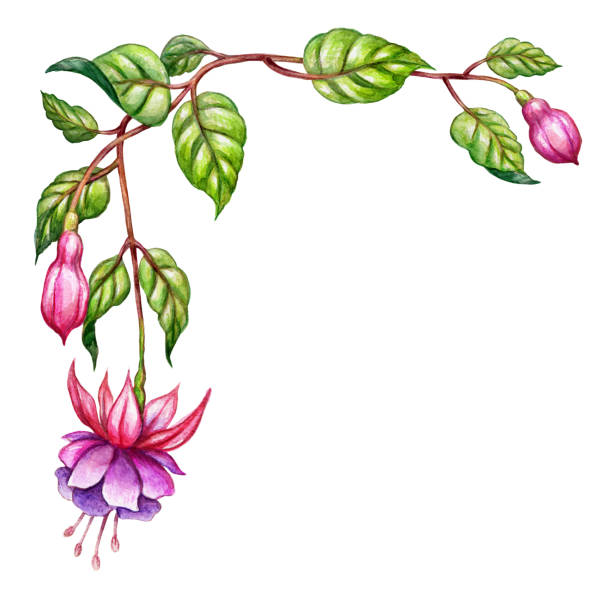 akwarela kwiatowy ilustracja botaniczna, zielone liście, dziki ogród różowe kwiaty fuksji, element projektu rogu, izolowane na białym tle - fuschia stock illustrations