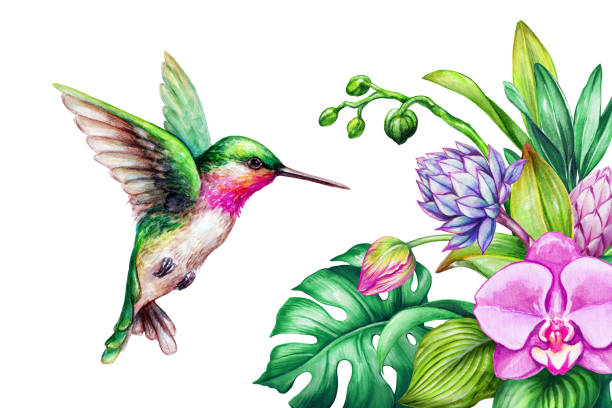 ilustraciones, imágenes clip art, dibujos animados e iconos de stock de ilustración acuarela, naturaleza exótica, vuelo de colibrí, flores de lirio tropical, selva hojas, aisladas sobre fondo blanco - canturrear