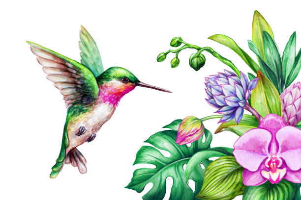 水彩イラスト、エキゾチックな自然、鳥のハミング、熱帯のオランダカイウユリの花、緑のジャングルの葉、白い背景で隔離の飛行 - ハチドリ点のイラスト素材／クリップアート素材／マンガ素材／アイコン素材