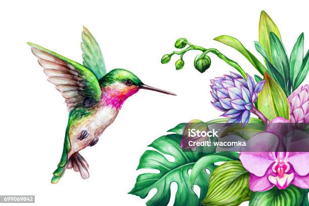 Watercolor Illustration Exotic Nature Flying Humming Bird Tropical Calla Lily Flowers Green Jungle Leaves Isolated On White Background Stock Illustration - Download Image Now