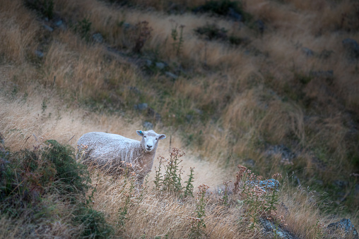 Sheep at Roys Peak Track, Wanaka, New Zealand