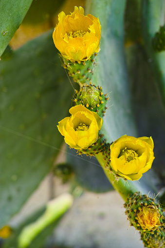 Blossom edible prickly pears (Opuntia ficus-indica) cactus plants, Sicily, Italy