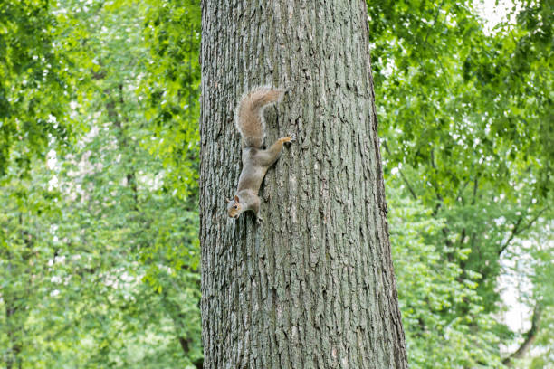An american red squirrel climbing a tree at Central Park, New York, USA.