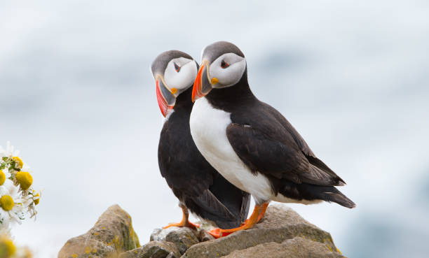 Atlantic puffin Atlantic puffin puffins resting stock pictures, royalty-free photos & images