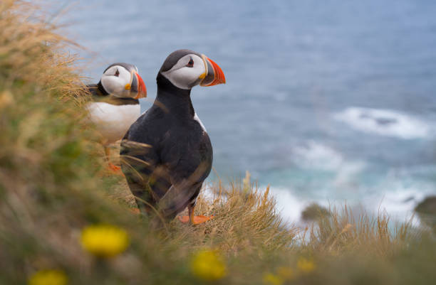 Atlantic puffin Atlantic puffin puffins resting stock pictures, royalty-free photos & images