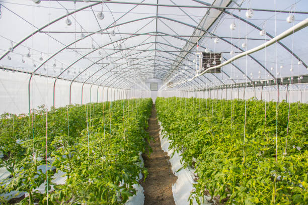 istock modern large industrial greenhouse with tomatoes 699096816