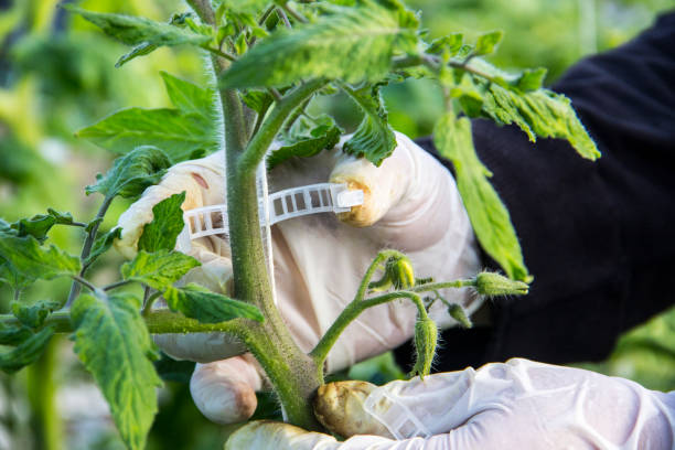 istock Person working in modern industrial greenhouse with  tomatoes 699096904
