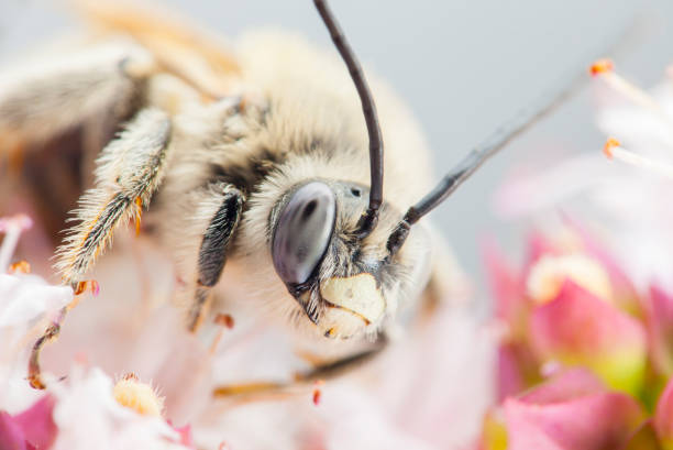 istock Eucera longicornis macro shot - solitary bee 699097758
