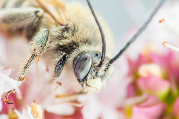 istock Eucera longicornis macro shot - solitary bee 699097762