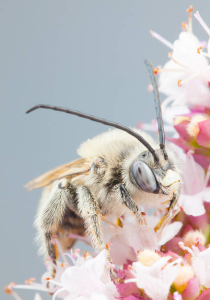 istock Eucera longicornis macro shot - solitary bee 699097776