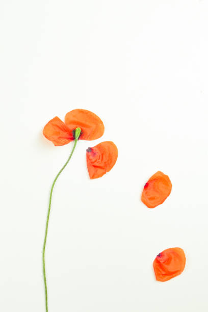 istock Red field poppies blossoms and petals on white background. 699115850