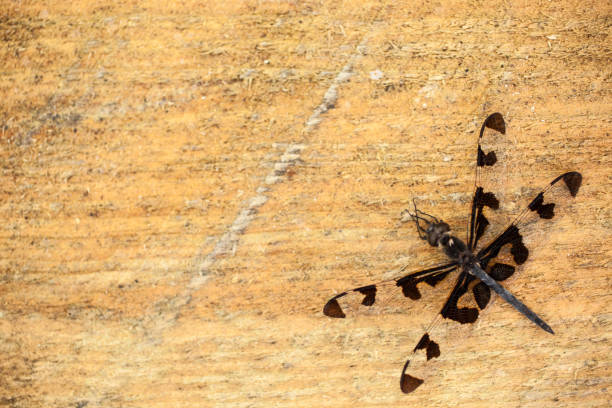 Close up view of a dragonfly insect lying on wooden board.  Copyspace.