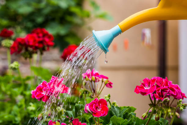 istock She takes pride in her garden 699116926