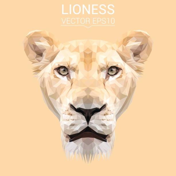 Lioness animal low poly design. Triangle vector illustration. Lioness animal low poly design. Triangle vector illustration. lioness stock illustrations