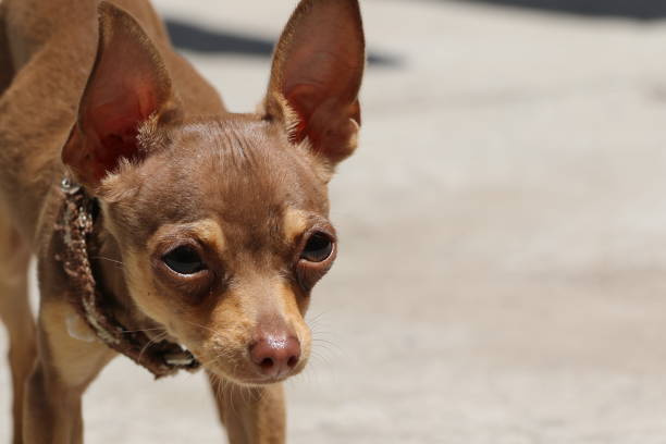 istock Chihuahua Puppy 699119420