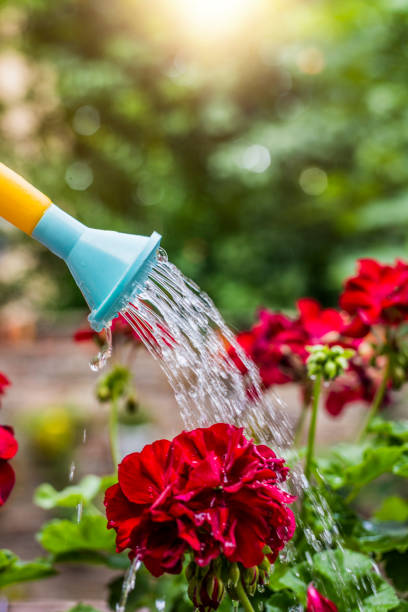 istock I'm feeding my plants to help them grow 699121572