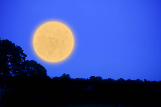 istock Silhouette of forest treeline with yellow moon at night. 699123902