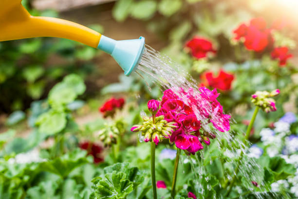 istock Taking care of nature 699124512