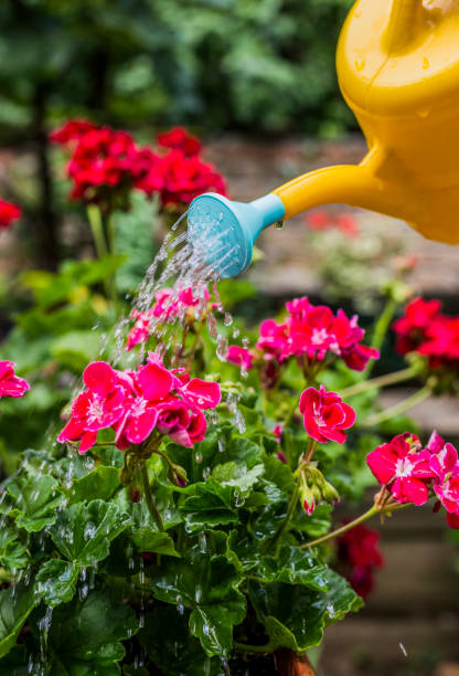istock Care for and conserve nature 699124762