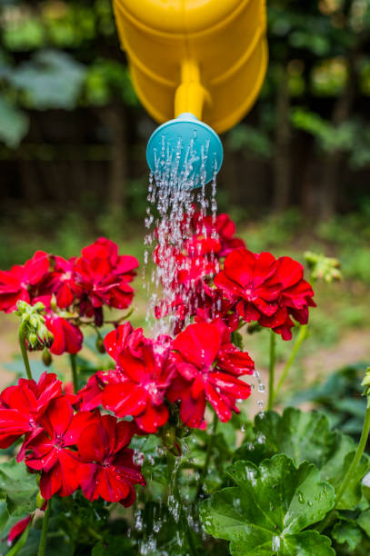 istock These plants look like they need watering 699125620