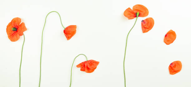 istock Red field poppies blossoms and petals on white background. 699130150
