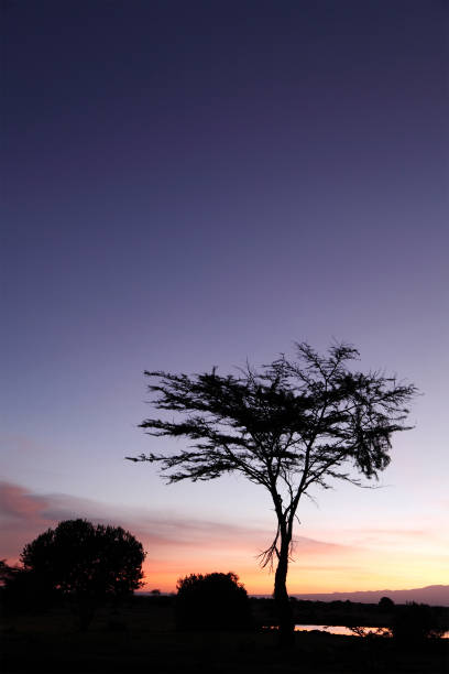 istock Beautiful Acacia tree at Sunrise 699132544