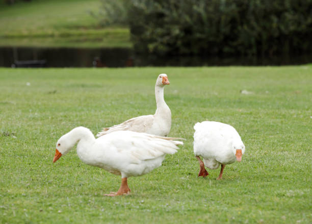 istock Beautiful White ducks on the green lawn 699132868