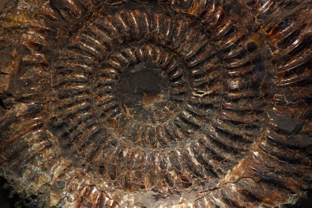 istock Full Frame Shot Of Seashell Fossil 699173143