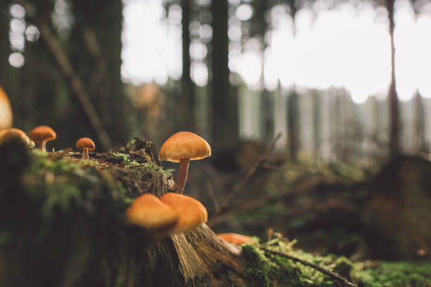 istock Close-Up Of Mushrooms 699180365
