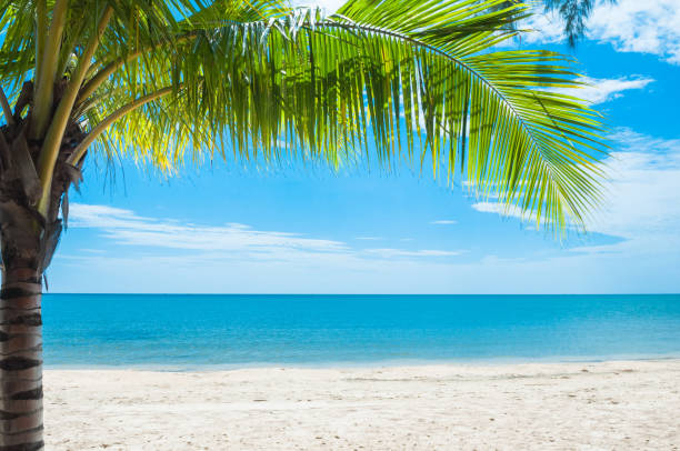 piękna tropikalna plaża z palmą kokosową - beauyiful zdjęcia i obrazy z banku zdjęć