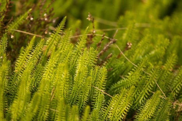 istock Beautiful, fresh creeping cedars in a natural habitat in early spring. 699187776